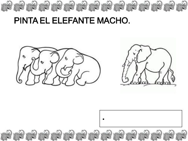 Proyecto elefante