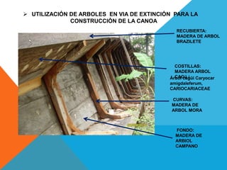  UTILIZACIÓN DE ARBOLES EN VIA DE EXTINCIÓN PARA LA
CONSTRUCCIÓN DE LA CANOA
COSTILLAS:
MADERA ARBOL
CAGü i
CURVAS:
MADERA DE
ARBOL MORA
FONDO:
MADERA DE
ARBIOL
CAMPANO
RECUBIERTA:
MADERA DE ARBOL
BRAZILETE
Árbol cagüi Caryocar
amigdaleferum,
CARIOCARIACEAE
 