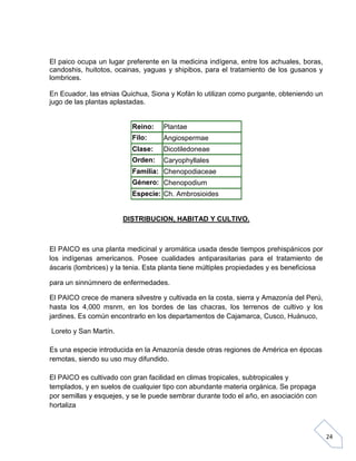 El paico ocupa un lugar preferente en la medicina indígena, entre los achuales, boras,
candoshis, huitotos, ocainas, yaguas y shipibos, para el tratamiento de los gusanos y
lombrices.
En Ecuador, las etnias Quichua, Siona y Kofán lo utilizan como purgante, obteniendo un
jugo de las plantas aplastadas.

Reino:

Plantae

Filo:

Angiospermae

Clase:

Dicotiledoneae

Orden:

Caryophyllales

Familia: Chenopodiaceae
Género: Chenopodium
Especie: Ch. Ambrosioides

DISTRIBUCION, HABITAD Y CULTIVO.

El PAICO es una planta medicinal y aromática usada desde tiempos prehispánicos por
los indígenas americanos. Posee cualidades antiparasitarias para el tratamiento de
áscaris (lombrices) y la tenia. Esta planta tiene múltiples propiedades y es beneficiosa
para un sinnúmnero de enfermedades.
El PAICO crece de manera silvestre y cultivada en la costa, sierra y Amazonía del Perú,
hasta los 4,000 msnm, en los bordes de las chacras, los terrenos de cultivo y los
jardines. Es común encontrarlo en los departamentos de Cajamarca, Cusco, Huánuco,
Loreto y San Martín.
Es una especie introducida en la Amazonía desde otras regiones de América en épocas
remotas, siendo su uso muy difundido.
El PAICO es cultivado con gran facilidad en climas tropicales, subtropicales y
templados, y en suelos de cualquier tipo con abundante materia orgánica. Se propaga
por semillas y esquejes, y se le puede sembrar durante todo el año, en asociación con
hortaliza

24

 