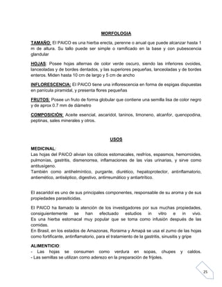 MORFOLOGIA
TAMAÑO: El PAICO es una hierba erecta, perenne o anual que puede alcanzar hasta 1
m de altura. Su tallo puede ser simple o ramificado en la base y con pubescencia
glandular
HOJAS: Posee hojas alternas de color verde oscuro, siendo las inferiores ovoides,
lanceoladas y de bordes dentados, y las superiores pequeñas, lanceoladas y de bordes
enteros. Miden hasta 10 cm de largo y 5 cm de ancho
INFLORESCENCIA: El PAICO tiene una inflorescencia en forma de espigas dispuestas
en panícula piramidal, y presenta flores pequeñas
FRUTOS: Posee un fruto de forma globular que contiene una semilla lisa de color negro
y de aprox 0.7 mm de diámetro
COMPOSICIÓN: Aceite esencial, ascaridol, taninos, limoneno, alcanfor, quenopodina,
peptinas, sales minerales y otros.

USOS
MEDICINAL:
Las hojas del PAICO alivian los cólicos estomacales, resfríos, espasmos, hemorroides,
pulmonías, gastritis, dismenorrea, inflamaciones de las vías urinarias, y sirve como
antitusígeno.
También como antihelmíntico, purgante, diurético, hepatoprotector, antinflamatorio,
antiemético, antiséptico, digestivo, antirreumático y antiartrítico.

El ascaridol es uno de sus principales componentes, responsable de su aroma y de sus
propiedades parasiticidas.
El PAICO ha llamado la atención de los investigadores por sus muchas propiedades,
consiguientemente
se
han
efectuado
estudios
in
vitro
e
in
vivo.
Es una hierba estomacal muy popular que se toma como infusión después de las
comidas.
En Brasil, en los estados de Amazonas, Roraima y Amapá se usa el zumo de las hojas
como fortificante, antinflamatorio, para el tratamiento de la gastritis, sinusitis y gripe
ALIMENTICIO:
- Las hojas se consumen como verdura en sopas, chupes
- Las semillas se utilizan como aderezo en la preparación de frijoles.

y

caldos.

25

 
