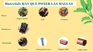Materials HAY QUE PONER LAS MALLAS
Pepper plants
Soil
Galvanized screw
Compost
Copper pipe
Electrods
Copper foil
Metal mesh
Multimeter
Plants
 