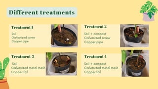 Treatment 2
Soil + compost
Galvanized screw
Copper pipe
Different treatments
Treatment 1
Treatment 3 Treatment 4
Soil
Galvanized screw
Copper pipe
Soil
Galvanized metal mesh
Copper foil
Soil + compost
Galvanized metal mesh
Copper foil
 