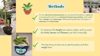 Methods
For the electrical measurements we connected the plants in series by
connecting the ends to an electrical measuring machine, and noted
their voltage and amperage, differentiating between the types of
substrate and electrodes.
To measure the height we used a meter, and to count
the fruits, leaves and flowers, we did it manually.
The last thing we did was to cut the plants and then
weigh them.
 