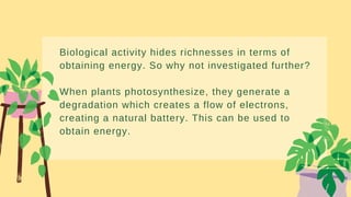 Biological activity hides richnesses in terms of
obtaining energy. So why not investigated further?
When plants photosynthesize, they generate a
degradation which creates a flow of electrons,
creating a natural battery. This can be used to
obtain energy.
 