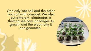 One only had soil and the other
had soil with compost. We also
put different electrodes in
them to see how it changes its
growth and the electricity it
can generate.
 