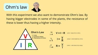 Ohm's law
With this experiment we also want to demonstrate Ohm's law. By
having bigger electrodes in some of the plants, the resistance of
these is lower thus having a higher intensity.
 