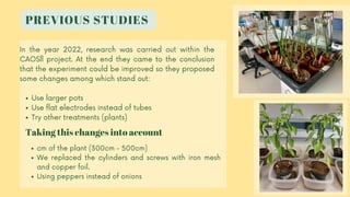 PREVIOUS STUDIES
Use larger pots
Use flat electrodes instead of tubes
Try other treatments (plants)
In the year 2022, research was carried out within the
CAOSll project. At the end they came to the conclusion
that the experiment could be improved so they proposed
some changes among which stand out:
cm of the plant (300cm - 500cm)
We replaced the cylinders and screws with iron mesh
and copper foil.
Using peppers instead of onions
Taking this changes into account
 
