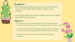 By increasing the biological activity of the soil by adding
compost and a plant, we will obtain a higher current
intensity.
By using electrodes with a larger surface area, we will obtain
a greater flow of electrons.
To improve previous experimental methods to further investigate
how we can harness electricity in the process of plant cultivation.
To check how the growth of bell pepper plants and the biological
activity of the soil are positively affected by bio-waste compost.
To test whether the compost increases photovoltaic energy
production.
Hypothesis
Objectives
 