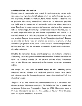 El Mono Choro de Cola Amarilla
El mono choro de cola amarilla llega a medir 54 centímetros. A los machos se les
reconoce por su impresionante vello púbico dorado y a las hembras por sus vellos
más pequeños y delicados. Come frutas, flores, hojas e insectos. Se dice que anda
en grupos de entre cinco y 18 individuos, aunque NPC ha identificado grupos de
más de 22. Vive en bosques con árboles grandes y altos, que puedan aguantar su
peso. Cuando se le encuentra encima de las ramas, bajo la sombra, parece una
redonda mancha negra. Sin embargo, cuando le cae directamente el sol, deja ver
su denso pelaje color cobre, que hace resaltar su prominente boca blanca. “Es el
mamífero endémico del Perú más grande que hay. Eso de por sí, lo pone a un nivel
muy atractivo. Es como el oso panda de China (Ailuropoda melanoleuca). Que solo
se encuentra en China y está en amenaza de extinción. Es grande, atractivo,
carismático y la gente se muere por él. El mono choro de cola amarilla podría ser el
oso panda de Perú, pero aún no ha sido ni valorado ni explotado de forma masiva”,
afirma Fanny Cornejo.
El hábitat del mono choro de cola amarilla comprende principalmente territorio de
Amazonas y San Martín, pero también se le ha encontrado cruzando los límites con
Loreto, La Libertad y Huánuco. Se cree que vive entre los 1500 y 3000 metros
sobre el nivel del mar, más precisamente en los bosques montanos y bosques de
neblina
Los amigos de Leyda eran los monos choro de cola amarilla (Lagothrix
flavicauda), también llamados tupa, pacorrunto, quillirruntu o quilla corote, por su
cola colorada o amarilla. Una especie que solo vive en el nororiente de Perú. Y su
situación preocupa.
“Según la UICN Unión Internacional para la Conservación de la Naturaleza), está
clasificada como críticamente amenazado. Según la ley de Perú la especie está
considerada Críticamente Amenazada y figura en CITES (Convención sobre el
Comercio Internacional de Especies Amenazadas de Fauna y Flora Silvestres)
como una especie amenazada de extinción.
 