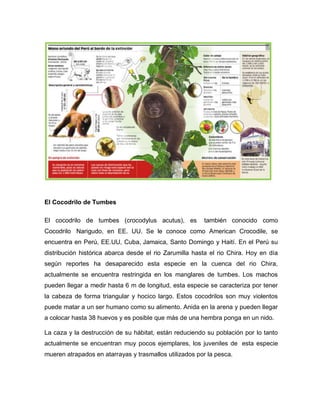 El Cocodrilo de Tumbes
El cocodrilo de tumbes (crocodylus acutus), es también conocido como
Cocodrilo Narigudo, en EE. UU. Se le conoce como American Crocodile, se
encuentra en Perú, EE.UU, Cuba, Jamaica, Santo Domingo y Haití. En el Perú su
distribución histórica abarca desde el rio Zarumilla hasta el rio Chira. Hoy en día
según reportes ha desaparecido esta especie en la cuenca del rio Chira,
actualmente se encuentra restringida en los manglares de tumbes. Los machos
pueden llegar a medir hasta 6 m de longitud, esta especie se caracteriza por tener
la cabeza de forma triangular y hocico largo. Estos cocodrilos son muy violentos
puede matar a un ser humano como su alimento. Anida en la arena y pueden llegar
a colocar hasta 38 huevos y es posible que más de una hembra ponga en un nido.
La caza y la destrucción de su hábitat, están reduciendo su población por lo tanto
actualmente se encuentran muy pocos ejemplares, los juveniles de esta especie
mueren atrapados en atarrayas y trasmallos utilizados por la pesca.
 