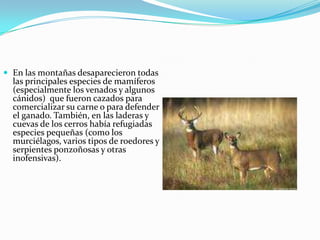 En las montañas desaparecieron todas las principales especies de mamíferos (especialmente los venados y algunos cánidos)  que fueron cazados para comercializar su carne o para defender el ganado. También, en las laderas y cuevas de los cerros había refugiadas especies pequeñas (como los murciélagos, varios tipos de roedores y serpientes ponzoñosas y otras inofensivas).