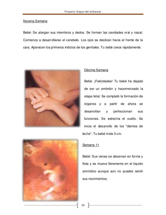A Las Cuantas Semanas Se Forma El Bebe Articulo Para Bebes