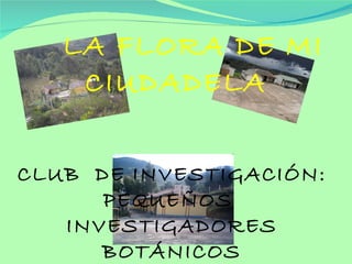LA FLORA DE MI CIUDADELA CLUB  DE INVESTIGACIÓN: PEQUEÑOS  INVESTIGADORES BOTÁNICOS 