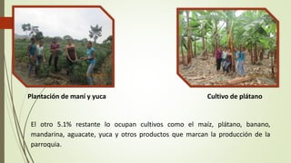 Plantación de maní y yuca Cultivo de plátano 
El otro 5.1% restante lo ocupan cultivos como el maíz, plátano, banano, 
mandarina, aguacate, yuca y otros productos que marcan la producción de la 
parroquia. 
 