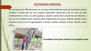 ACTIVIDAD FORESTAL 
La parroquia San Plácido posee un una gran diversidad de especies forestales donde 
resaltan la balsa por ser una especie altamente comercial y de un ciclo de vida 
relativamente corto y la caña guadua, especie nativa de la provincia de Manabí y 
por ser de utilidad como material para elaboración de casas, además existen otras 
especies como lo son el guachapelí, el laurel, caoba), cedrelo, la teca. Samán, entre 
otras. 
La madera sirve para construir sus propias casas 
 