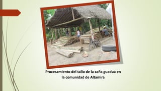 Procesamiento del tallo de la caña guadua en 
la comunidad de Altamira 
 