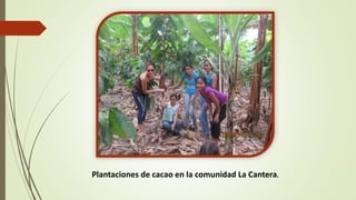 Plantaciones de cacao en la comunidad La Cantera. 
 