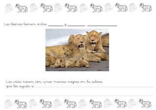 Las leonas tienen entre ______ y _______ ____________




Las crías nacen con unas marcas negras en la cabeza
que les ayuda a ....................................................................................................................................................................................

...............................................................................................................................................................................................................................
 