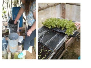 Proyecto feria científica hidroponia