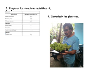 3. Preparar las soluciones nutritivas A,
B y C
4. Introducir las plantitas.

 