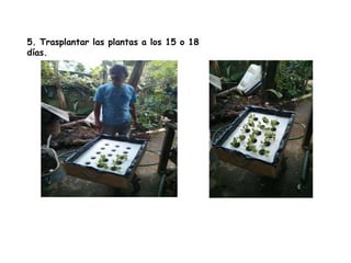 5. Trasplantar las plantas a los 15 o 18
días.

 