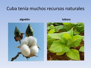 Cuba tenía muchos recursos naturales <br />algodón <br />tabaco<br />