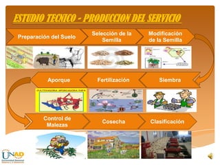 ESTUDIO TECNICO - PRODUCCION DEL SERVICIO
Preparación del Suelo
Selección de la
Semilla
SiembraFertilizaciónAporque
Modifi...