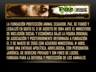 LA FUNDACIÓN PROTECCIÓN ANIMAL ECUADOR, PAE, SE FUNDÓ Y
LEGALIZÓ EN QUITO EL 3 DE AGOSTO DE 1984 ANTE EL MINISTERIO
DE INCLUSIÓN SOCIAL Y ECONÓMICA BAJO LA FIGURA ORIGINAL
DE ASOCIACIÓN Y POSTERIORMENTE REFORMADA A FUNDACIÓN
EL 2 DE MARZO DE 2005 CON ACUERDO MINISTERIAL # 4883,
COMO UNA ENTIDAD APOLÍTICA, ARRELIGIOSA, CON PERSONERÍA
JURÍDICA, DE DERECHO PRIVADO Y SIN FINES DE LUCRO,
FUNDADA PARA LA DEFENSA Y PROTECCIÓN DE LOS ANIMALES.
 