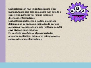 Las bacterias son muy importantes para el ser
humano, tanto para bien como para mal, debido a
sus efectos químicos y al rol que juegan en
diseminar enfermedades.
Las bacterias pertenecen a la clase procariota
debido a que su núcleo no está rodeado por una
membrana y consiste de una sola molécula de ADN
cuya división es no-mitótica.
En su efecto beneficioso, algunas bacterias
producen antibióticos tales como estreptomicina
capaces de curar enfermedades.
 