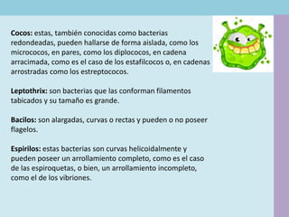 Cocos: estas, también conocidas como bacterias
redondeadas, pueden hallarse de forma aislada, como los
micrococos, en pares, como los diplococos, en cadena
arracimada, como es el caso de los estafilcocos o, en cadenas
arrostradas como los estreptococos.
Leptothrix: son bacterias que las conforman filamentos
tabicados y su tamaño es grande.
Bacilos: son alargadas, curvas o rectas y pueden o no poseer
flagelos.
Espirilos: estas bacterias son curvas helicoidalmente y
pueden poseer un arrollamiento completo, como es el caso
de las espiroquetas, o bien, un arrollamiento incompleto,
como el de los vibriones.
 