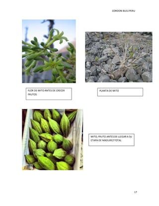 CORDON BLEUPERU
17
MITO, FRUTO ANTES DE LLEGAR A SU
ETAPA DE MADUREZ TOTAL
FLOR DE MITO ANTES DE CRECER
FRUTOS
PLANTA DE MITO
 