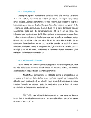 CORDON BLEUPERU
19
5.4.2. Características
Caesalpinia. Spinosa comúnmente conocida como Tara .Alcanza un tamaño
de 2-5 m de altura, su corteza es de color gris oscuro, con espinas dispersas y
ramas peludas. Las hojas son alternas, de hoja perenne, que carecen de estípulas,
bipinnadas, y que carecen de glándulas peciolares. Las hojas se componen de 3 a
10 pares de foliolos primarios de 8 cm de largo y 5-7 pares de folíolos elípticos
secundarios, cada uno de aproximadamente 1,5 a 4 cm de largo. Las
inflorescencias son terminales de 15-20 cm de largo en racimos con muchas flores
y cubierto de pelos diminutos. Las flores son de color amarillo a naranja con pétalos
de 6-7 mm, el sépalo más bajo tiene forma de barco con muchos dientes
marginales; los estambres son de color amarillo, irregular de longitud y apenas
sobresale. El fruto es una superficie plana, oblonga indehiscente de unos 6-12 cm
de largo y 2,5 cm de ancho, conteniendo 4-7 semillas negras, redondas, y que
enrojecen cuando están maduras.5 cm
5.4.3. Propiedades funcionales
La tara cuenta con diversas propiedades para su posterior explotación, entre
los más destacados tenemos características medicinales, textiles, cosméticas,
agroforestales y plaguicidas en el ámbito agronómico.
 MEDICINAL: comúnmente es utilizada contra la amigdalitis al ser
empleada en infusiones tibias de las vainas maduras en dosis de 3 veces al día.
Además como cicatrizante al ser utilizado como agua de limpieza con la misma
infusión. También es utilizada contra la estomatitis, gripe y fiebre al poseer
propiedades antinflamatorias y antipiréticas.
 TEXTILES: Las vainas de la tara contienen una sustancia llamada
tanino, la cual es utilizada para pintar de color negro las telas y sus raíces pueden
teñir de color azul oscuro.
 