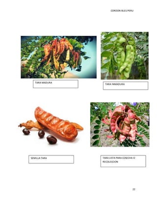 CORDON BLEUPERU
22
TARA MADURA
TARA INMADURA
SEMILLA TARA TARA LISTA PARA COSECHA O
RECOLECCION
 