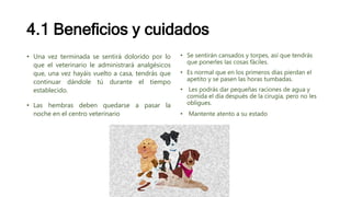 4.1 Beneficios y cuidados
• Una vez terminada se sentirá dolorido por lo
que el veterinario le administrará analgésicos
que, una vez hayáis vuelto a casa, tendrás que
continuar dándole tú durante el tiempo
establecido.
• Las hembras deben quedarse a pasar la
noche en el centro veterinario
• Se sentirán cansados y torpes, así que tendrás
que ponerles las cosas fáciles.
• Es normal que en los primeros días pierdan el
apetito y se pasen las horas tumbadas.
• Les podrás dar pequeñas raciones de agua y
comida el día después de la cirugía, pero no les
obligues.
• Mantente atento a su estado
 