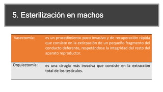 5. Esterilización en machos
Vasectomía: es un procedimiento poco invasivo y de recuperación rápida
que consiste en la extirpación de un pequeño fragmento del
conducto deferente, respetándose la integridad del resto del
aparato reproductor.
Orquiectomía: es una cirugía más invasiva que consiste en la extracción
total de los testículos.
 