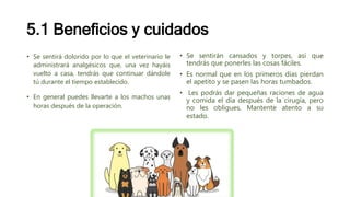 5.1 Beneficios y cuidados
• Se sentirá dolorido por lo que el veterinario le
administrará analgésicos que, una vez hayáis
vuelto a casa, tendrás que continuar dándole
tú durante el tiempo establecido.
• En general puedes llevarte a los machos unas
horas después de la operación.
• Se sentirán cansados y torpes, así que
tendrás que ponerles las cosas fáciles.
• Es normal que en los primeros días pierdan
el apetito y se pasen las horas tumbados.
• Les podrás dar pequeñas raciones de agua
y comida el día después de la cirugía, pero
no les obligues. Mantente atento a su
estado.
 