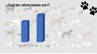 0%
5%
10%
15%
20%
25%
30%
35%
40%
Animales de compañía en
un buen hogar
Animales de compañía
victimas de abandono
¿Qué tan afortunados son?
 