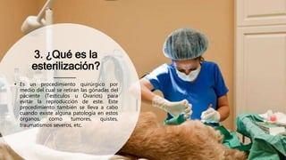 3. ¿Qué es la
esterilización?
• Es un procedimiento quirúrgico por
medio del cual se retiran las gónadas del
paciente (Testículos u Ovarios) para
evitar la reproducción de este. Este
procedimiento también se lleva a cabo
cuando existe alguna patología en estos
órganos, como tumores, quistes,
traumatismos severos, etc.
 