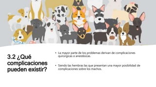 3.2 ¿Qué
complicaciones
pueden existir?
• La mayor parte de los problemas derivan de complicaciones
quirúrgicas o anestésicas.
• Siendo las hembras las que presentan una mayor posibilidad de
complicaciones sobre los machos.
 