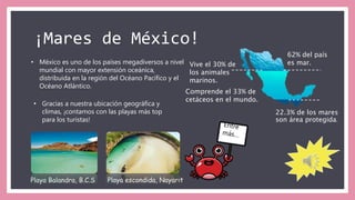 ¡Mares de México!
Vive el 30% de
los animales
marinos.
62% del país
es mar.
Comprende el 33% de
cetáceos en el mundo.
22.3% de los mares
son área protegida.
• México es uno de los países megadiversos a nivel
mundial con mayor extensión oceánica,
distribuida en la región del Océano Pacífico y el
Océano Atlántico.
• Gracias a nuestra ubicación geográfica y
climas, ¡contamos con las playas más top
para los turistas!
Playa Balandra, B.C.S Playa escondida, Nayarit
 