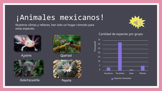 ¡Animales mexicanos!
Nuestros climas y relieves, han sido un hogar cómodo para
estas especies.
0
5
10
15
20
25
30
35
Acuaticos Terrestres Aves Plantas
Thousands
Cantidad de especies por grupo
Especies mexicanas
Ajolote Quetzal
Xoloitzcuintle Peyote
 