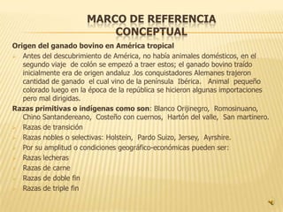 MARCO DE REFERENCIA
                          CONCEPTUAL
Origen del ganado bovino en América tropical
 Antes del descubrimiento de América, no había animales domésticos, en el
   segundo viaje de colón se empezó a traer estos; el ganado bovino traído
   inicialmente era de origen andaluz .los conquistadores Alemanes trajeron
   cantidad de ganado el cual vino de la península Ibérica. Animal pequeño
   colorado luego en la época de la república se hicieron algunas importaciones
   pero mal dirigidas.
Razas primitivas o indígenas como son: Blanco Orijinegro, Romosinuano,
   Chino Santandereano, Costeño con cuernos, Hartón del valle, San martinero.
 Razas de transición

 Razas nobles o selectivas: Holstein, Pardo Suizo, Jersey, Ayrshire.

 Por su amplitud o condiciones geográfico-económicas pueden ser:

 Razas lecheras

 Razas de carne

 Razas de doble fin

 Razas de triple fin
 
