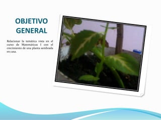 OBJETIVO
GENERAL
Relacionar la temática vista en el
curso de Matemáticas I con el
crecimiento de una planta sembrada
en casa.
 