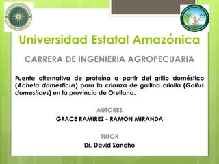 Universidad Estatal Amazónica
CARRERA DE INGENIERIA AGROPECUARIA
Fuente alternativa de proteína a partir del grillo doméstico
(Acheta domesticus) para la crianza de gallina criolla (Gallus
domesticus) en la provincia de Orellana.
AUTORES
GRACE RAMIREZ - RAMON MIRANDA
TUTOR
Dr. David Sancho
 