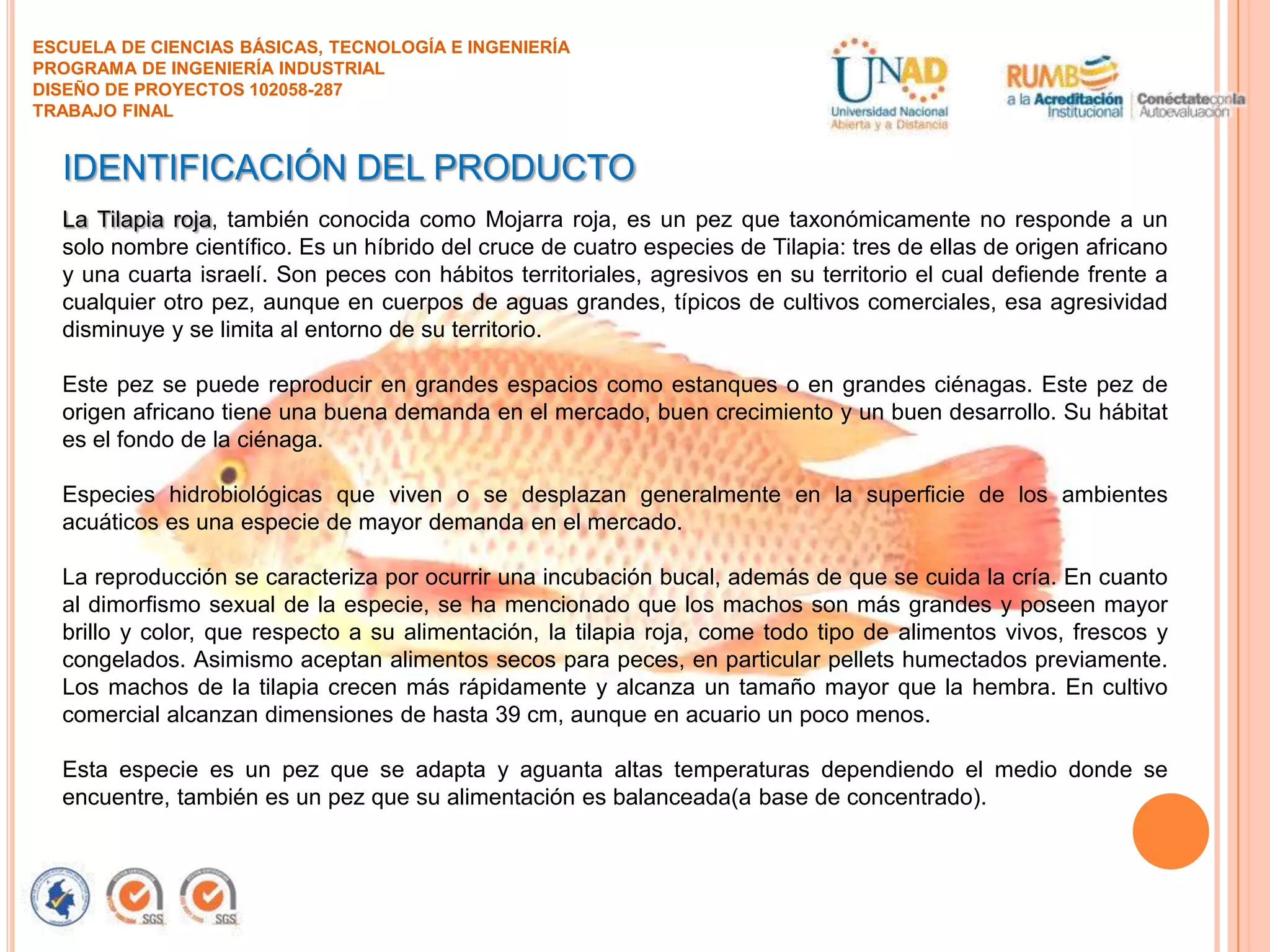 ESCUELA DE CIENCIAS BÁSICAS, TECNOLOGÍA E INGENIERÍA
PROGRAMA DE INGENIERÍA INDUSTRIAL
DISEÑO DE PROYECTOS 102058-287
TRABAJO FINAL

IDENTIFICACIÓN DEL PRODUCTO
La Tilapia roja, también conocida como Mojarra roja, es un pez que taxonómicamente no responde a un
solo nombre científico. Es un híbrido del cruce de cuatro especies de Tilapia: tres de ellas de origen africano
y una cuarta israelí. Son peces con hábitos territoriales, agresivos en su territorio el cual defiende frente a
cualquier otro pez, aunque en cuerpos de aguas grandes, típicos de cultivos comerciales, esa agresividad
disminuye y se limita al entorno de su territorio.
Este pez se puede reproducir en grandes espacios como estanques o en grandes ciénagas. Este pez de
origen africano tiene una buena demanda en el mercado, buen crecimiento y un buen desarrollo. Su hábitat
es el fondo de la ciénaga.
Especies hidrobiológicas que viven o se desplazan generalmente en la superficie de los ambientes
acuáticos es una especie de mayor demanda en el mercado.
La reproducción se caracteriza por ocurrir una incubación bucal, además de que se cuida la cría. En cuanto
al dimorfismo sexual de la especie, se ha mencionado que los machos son más grandes y poseen mayor
brillo y color, que respecto a su alimentación, la tilapia roja, come todo tipo de alimentos vivos, frescos y
congelados. Asimismo aceptan alimentos secos para peces, en particular pellets humectados previamente.
Los machos de la tilapia crecen más rápidamente y alcanza un tamaño mayor que la hembra. En cultivo
comercial alcanzan dimensiones de hasta 39 cm, aunque en acuario un poco menos.
Esta especie es un pez que se adapta y aguanta altas temperaturas dependiendo el medio donde se
encuentre, también es un pez que su alimentación es balanceada(a base de concentrado).

 