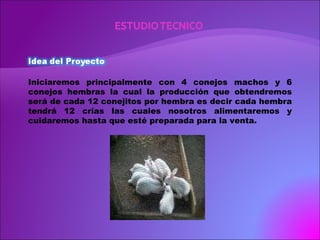 Iniciaremos principalmente con 4 conejos machos y 6 conejos hembras la cual la producción que obtendremos será de cada 12 conejitos por hembra es decir cada hembra tendrá 12 crías las cuales nosotros alimentaremos y cuidaremos hasta que esté preparada para la venta. 