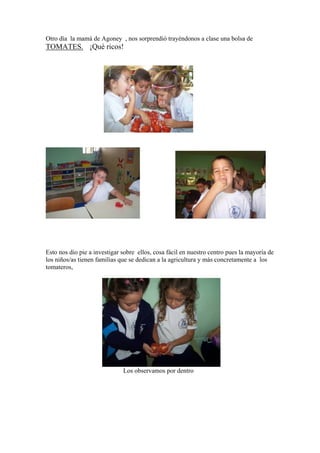 Otro día la mamá de Agoney , nos sorprendió trayéndonos a clase una bolsa de

TOMATES. ¡Qué ricos!

Esto nos dio pie a investigar sobre ellos, cosa fácil en nuestro centro pues la mayoría de
los niños/as tienen familias que se dedican a la agricultura y más concretamente a los
tomateros,

Los observamos por dentro

 