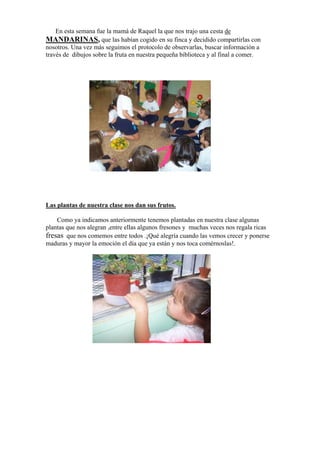 En esta semana fue la mamá de Raquel la que nos trajo una cesta de
MANDARINAS, que las habían cogido en su finca y decidido compartirlas con
nosotros. Una vez más seguimos el protocolo de observarlas, buscar información a
través de dibujos sobre la fruta en nuestra pequeña biblioteca y al final a comer.

Las plantas de nuestra clase nos dan sus frutos.
Como ya indicamos anteriormente tenemos plantadas en nuestra clase algunas
plantas que nos alegran ,entre ellas algunos fresones y muchas veces nos regala ricas
fresas que nos comemos entre todos .¡Qué alegría cuando las vemos crecer y ponerse
maduras y mayor la emoción el día que ya están y nos toca comérnoslas!.

 