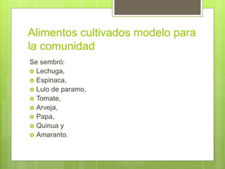 Alimentos cultivados modelo para
la comunidad
Se sembró:
 Lechuga,
 Espinaca,
 Lulo de paramo,
 Tomate,
 Arveja,
 Papa,
 Quinua y
 Amaranto.
 