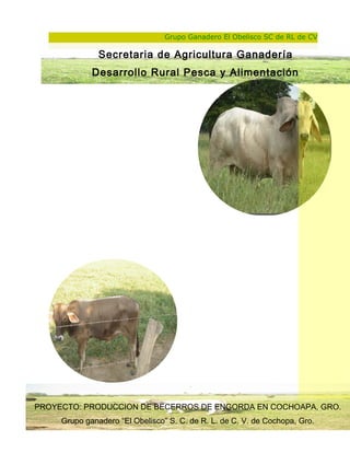 Melaza de Caña 12KG. Para alimentación de ganado vacuno y ovino